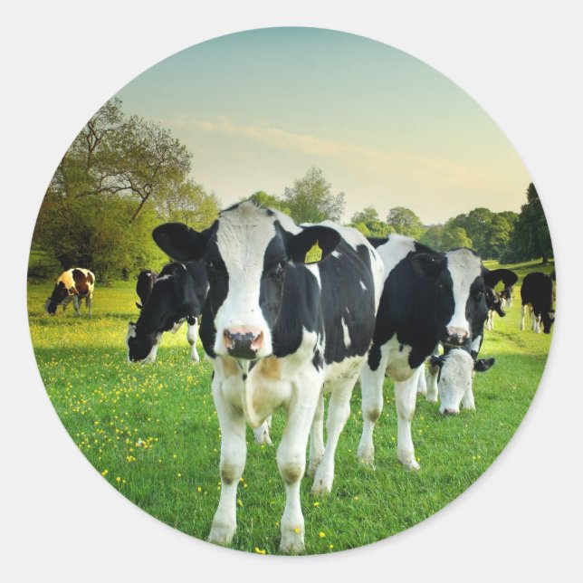 Sticker Rond Les vaches adorent regarder (Devant)