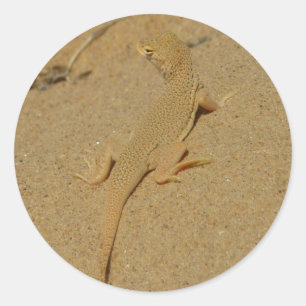 Sticker Rond Lézard à doigts frangés du Mojave