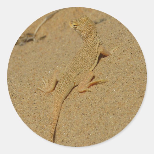 Sticker Rond Lézard à doigts frangés du Mojave (Devant)