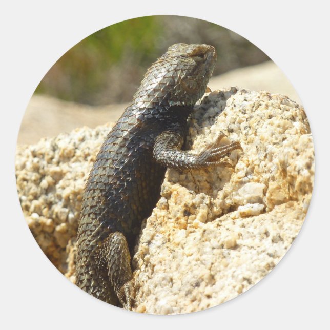 Sticker Rond Lézard épineux à dos jaune à Joshua Tree (Devant)