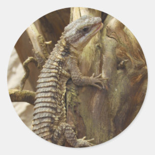 Sticker Rond Lézard Tropical Girdled En Afrique De L'Est