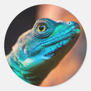 Sticker Rond Lézard vert