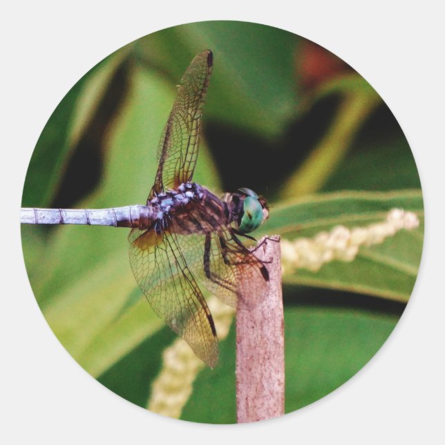 Sticker Rond libellule avec fleurs blanches (Devant)