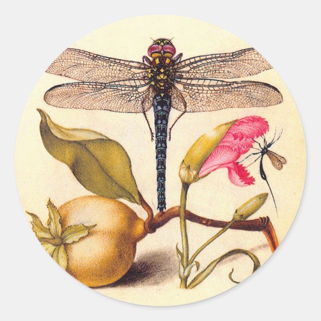 Sticker Rond Libellule Botanique Nature Faune Hoefnagel Art (Devant)