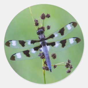 Sticker Rond Libellule perchée sur l'herbe, Canada