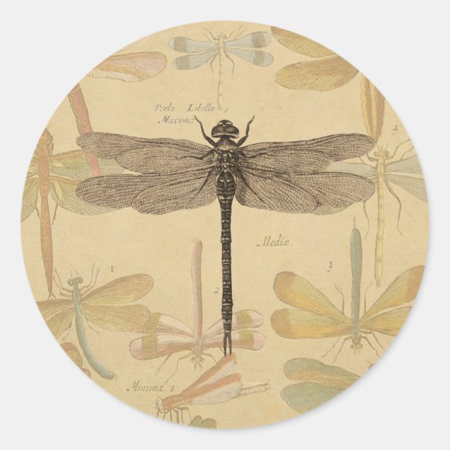 Sticker Rond Libellule Vintage Antique Classique Nature (Devant)