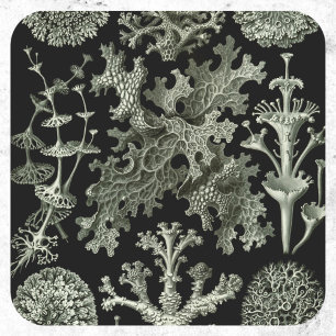 Sticker Rond Lichen par Ernst Haeckel, Plantes de la nature vin
