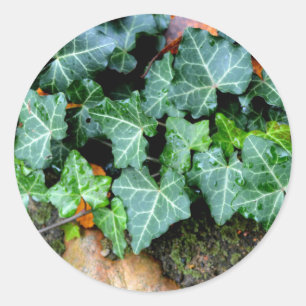 Sticker Rond Lierre et pierre de champ