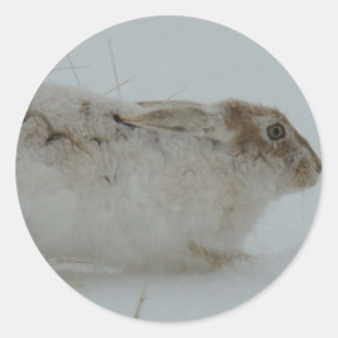 Sticker Rond Lièvre d'Amérique R7 Prêt à Courir