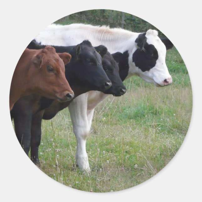 Sticker Rond Lignes d'une ligne (Devant)