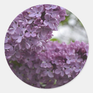 Sticker Rond Lilac Blossoms
