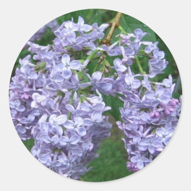 Sticker Rond Lilacs pour la fête des mères (Devant)