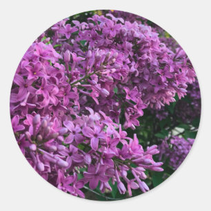 Sticker Rond lilas rose violet   photo florale rose romantique