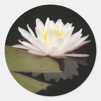Sticker Rond Lillies