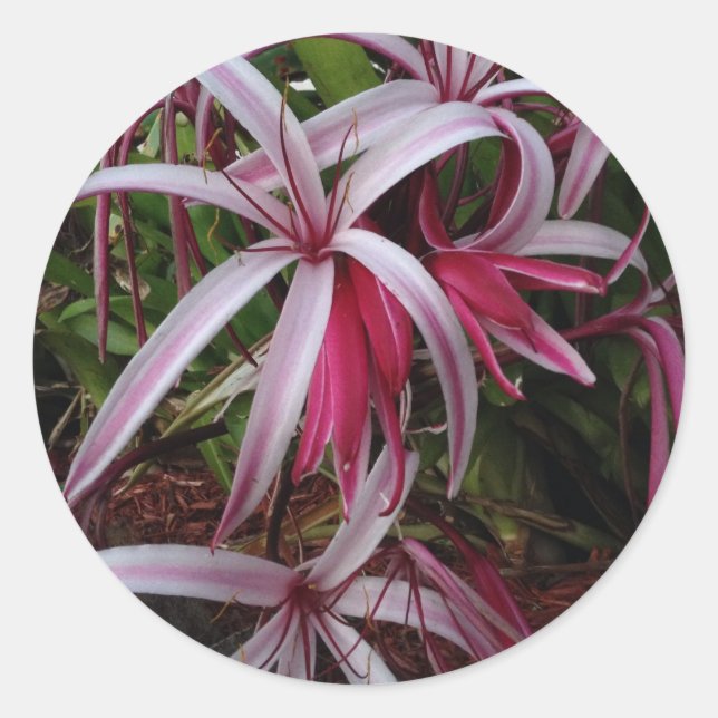 Sticker Rond Lily crinum pourpre de la reine Emma (Devant)
