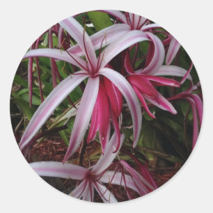 Sticker Rond Lily crinum pourpre de la reine Emma