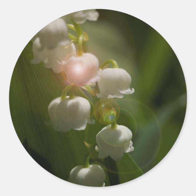 Sticker Rond Lily De La Vallée Florale (Devant)