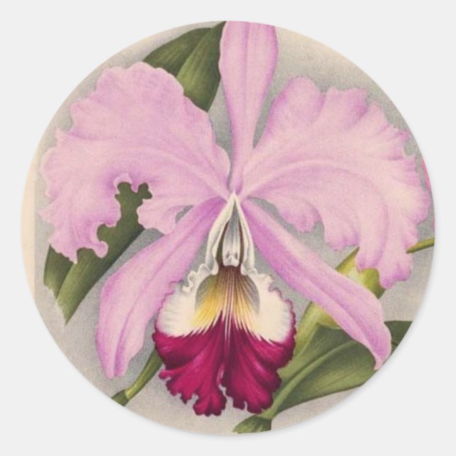 Sticker Rond "Linden Orchid", 1897 Botanique (Devant)