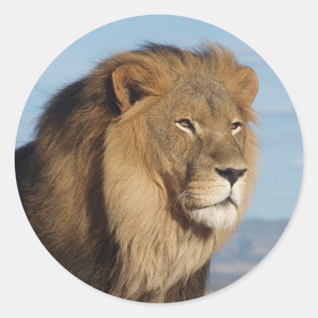 Sticker Rond Lion (Devant)