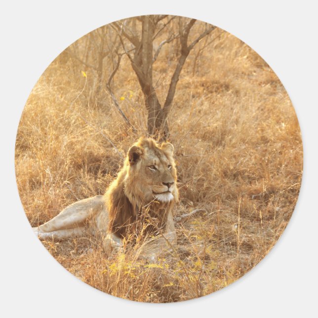 Sticker Rond Lion (Devant)