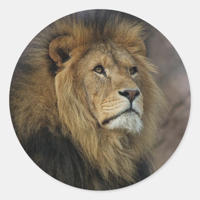 Sticker Rond Lion africain (Devant)