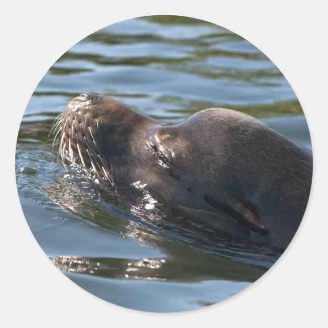 Sticker Rond Lion de mer (Devant)