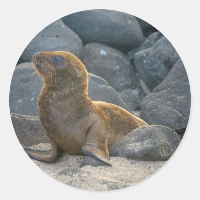 Sticker Rond Lion de mer des Galapagos (Devant)