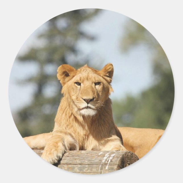 Sticker Rond Lion femelle (Devant)