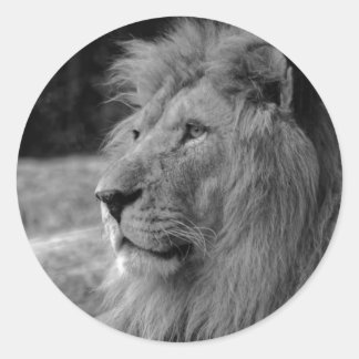Sticker Rond Lion noir et blanc - Animal sauvage