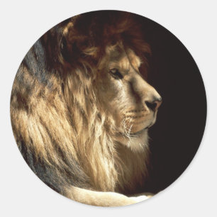 Sticker Rond Lion - Roi de la Jungle
