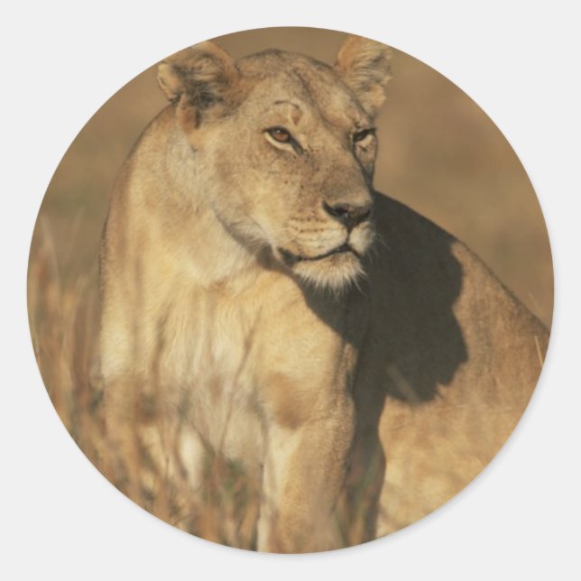 Sticker Rond Lionne Camouflée (Devant)