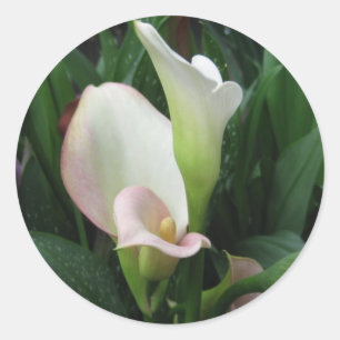Sticker Rond Lis blanc