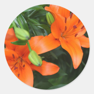 Sticker Rond Lis rose
