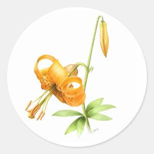 Sticker Rond Lis tigre sauvage