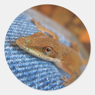 Sticker Rond Lizard d'Anole Verte