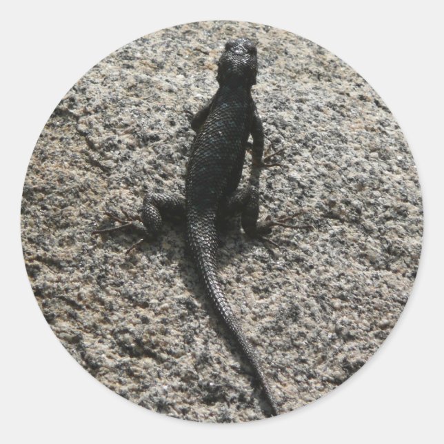 Sticker Rond Lizard noir (Devant)