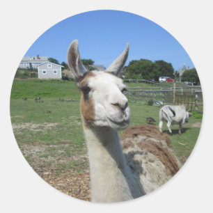 Sticker Rond Llama