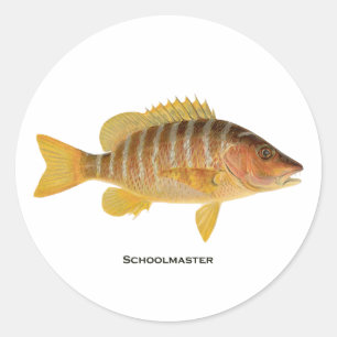 Sticker Rond Logo de Schoolmaster Fish
