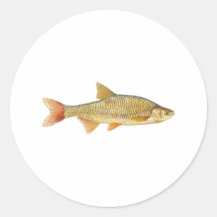 Sticker Rond Logo Golden Shiner