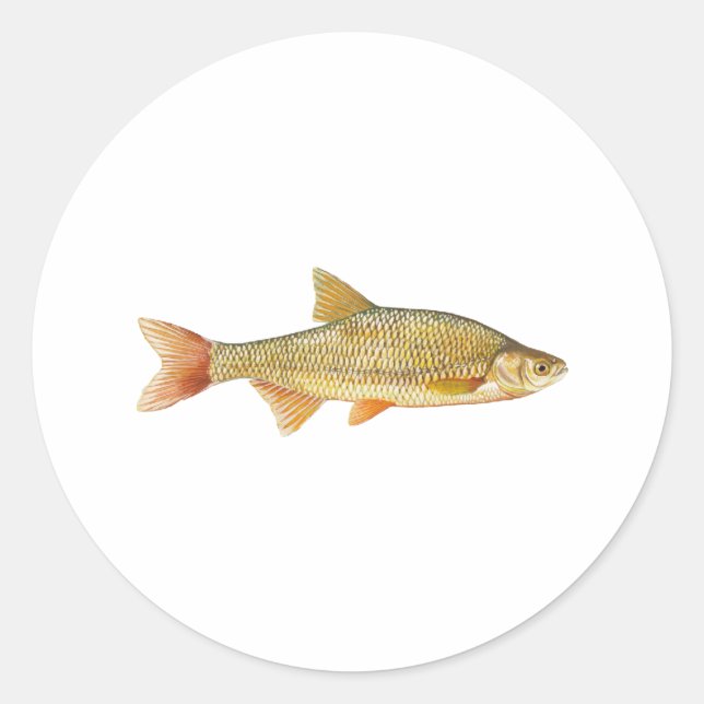 Sticker Rond Logo Golden Shiner (Devant)