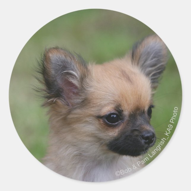 Sticker Rond Long Haired Chihuahua Chiuppy regardant la caméra (Devant)