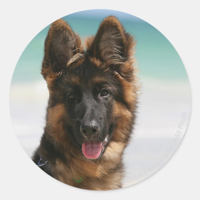 Sticker Rond Long Haired German Shepherd Beach (Devant)