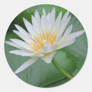 Sticker Rond Lotus, Namaste, méditation, zen, boutiques, plante