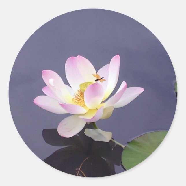 Sticker Rond Lotus rose avec dragon Fly (Devant)