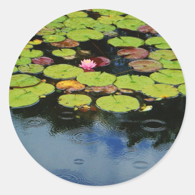 Sticker Rond Lotus rose en pluie (Devant)