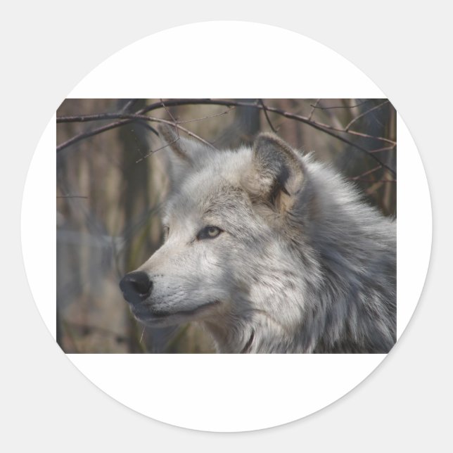 Sticker Rond Loup (Devant)
