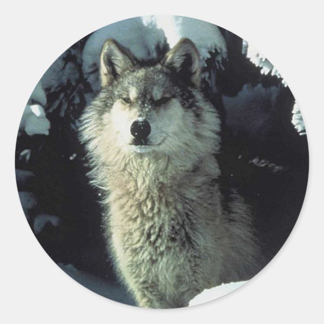 Sticker Rond Loup (Devant)