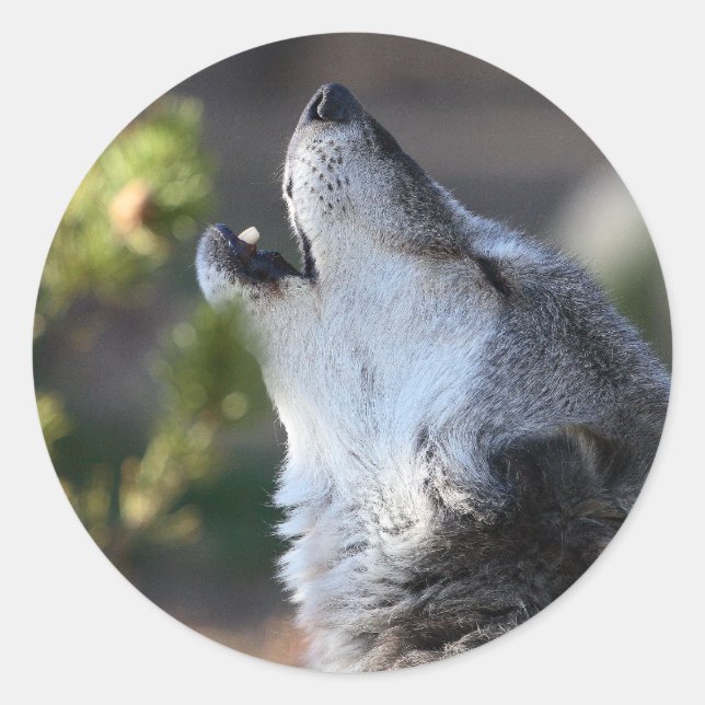 Sticker Rond loup (Devant)