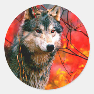 Sticker Rond Loup à travers les feuilles dans une forêt