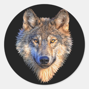 Sticker Rond Loup attentif